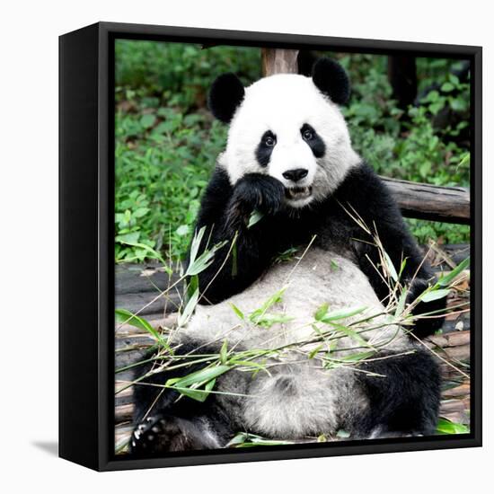 China 10MKm2 Collection - Giant Panda-Philippe Hugonnard-Framed Premier Image Canvas