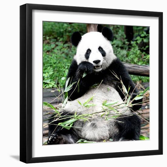 China 10MKm2 Collection - Giant Panda-Philippe Hugonnard-Framed Photographic Print