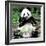 China 10MKm2 Collection - Giant Panda-Philippe Hugonnard-Framed Photographic Print