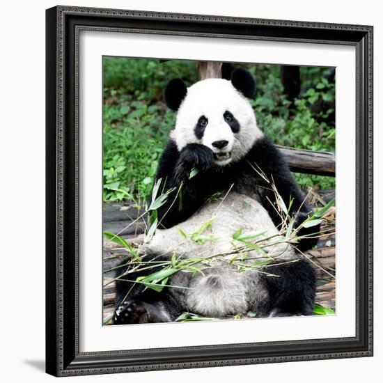 China 10MKm2 Collection - Giant Panda-Philippe Hugonnard-Framed Photographic Print