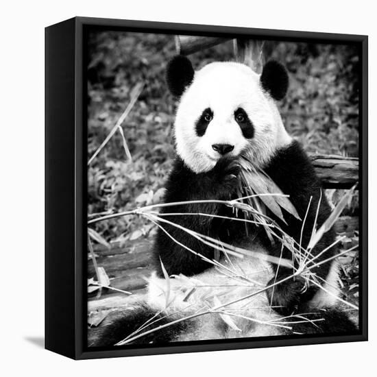 China 10MKm2 Collection - Giant Panda-Philippe Hugonnard-Framed Premier Image Canvas