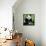 China 10MKm2 Collection - Giant Panda-Philippe Hugonnard-Framed Premier Image Canvas displayed on a wall