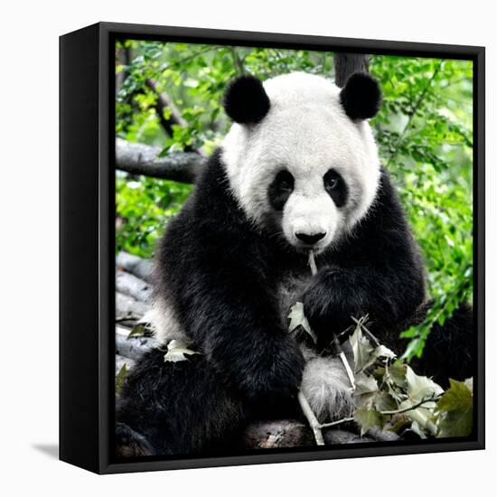 China 10MKm2 Collection - Giant Panda-Philippe Hugonnard-Framed Premier Image Canvas