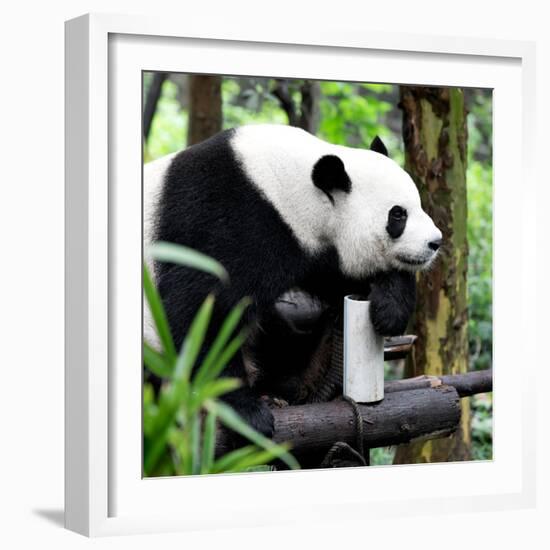 China 10MKm2 Collection - Giant Panda-Philippe Hugonnard-Framed Photographic Print