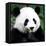 China 10MKm2 Collection - Giant Panda-Philippe Hugonnard-Framed Premier Image Canvas