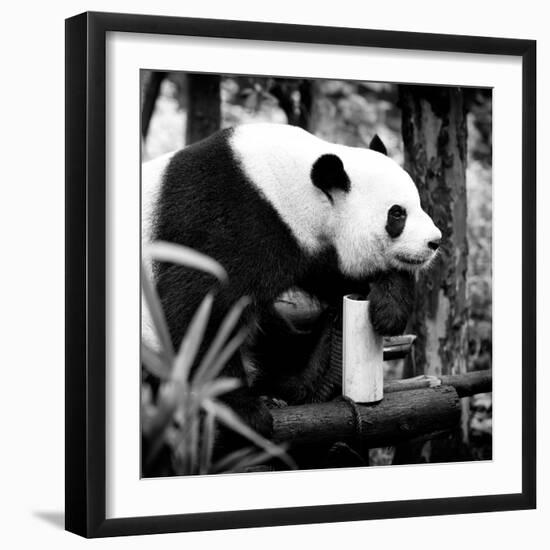 China 10MKm2 Collection - Giant Panda-Philippe Hugonnard-Framed Photographic Print