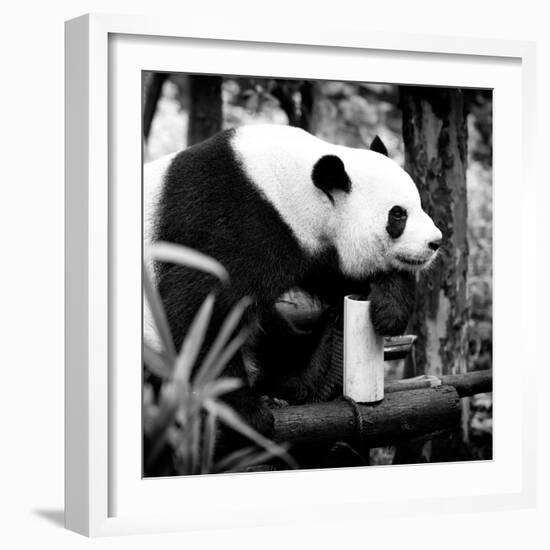 China 10MKm2 Collection - Giant Panda-Philippe Hugonnard-Framed Photographic Print