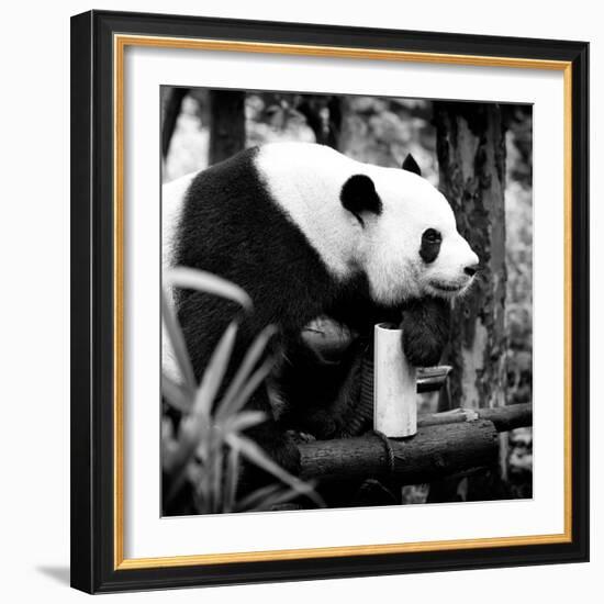 China 10MKm2 Collection - Giant Panda-Philippe Hugonnard-Framed Photographic Print