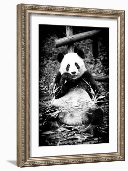 China 10MKm2 Collection - Giant Panda-Philippe Hugonnard-Framed Photographic Print