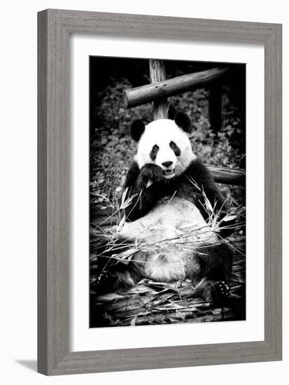 China 10MKm2 Collection - Giant Panda-Philippe Hugonnard-Framed Photographic Print