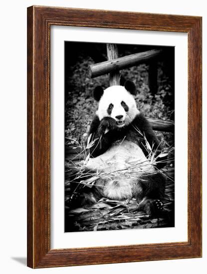 China 10MKm2 Collection - Giant Panda-Philippe Hugonnard-Framed Photographic Print