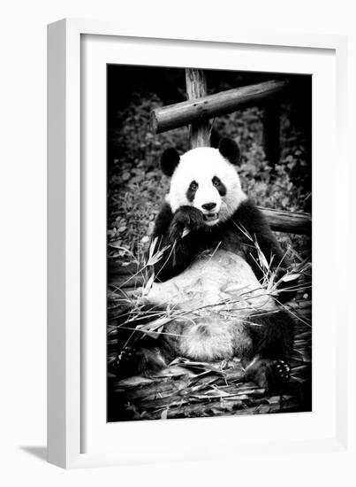 China 10MKm2 Collection - Giant Panda-Philippe Hugonnard-Framed Photographic Print