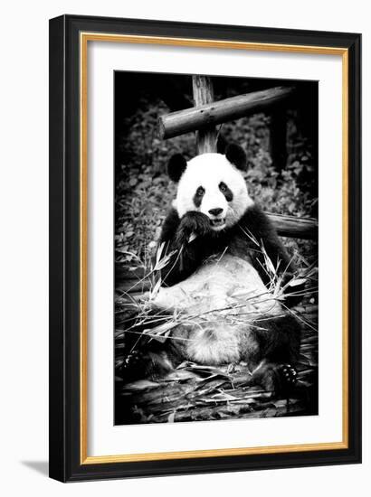 China 10MKm2 Collection - Giant Panda-Philippe Hugonnard-Framed Photographic Print