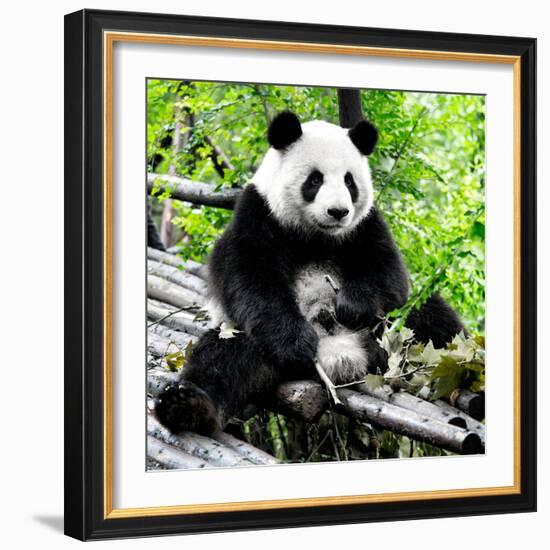 China 10MKm2 Collection - Giant Panda-Philippe Hugonnard-Framed Photographic Print