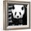 China 10MKm2 Collection - Giant Panda-Philippe Hugonnard-Framed Photographic Print