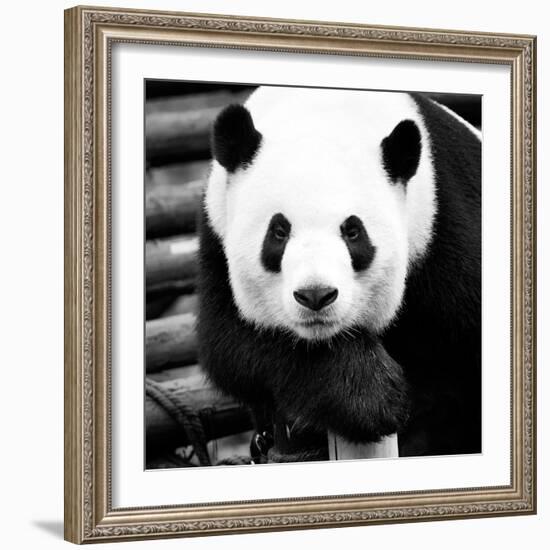 China 10MKm2 Collection - Giant Panda-Philippe Hugonnard-Framed Photographic Print