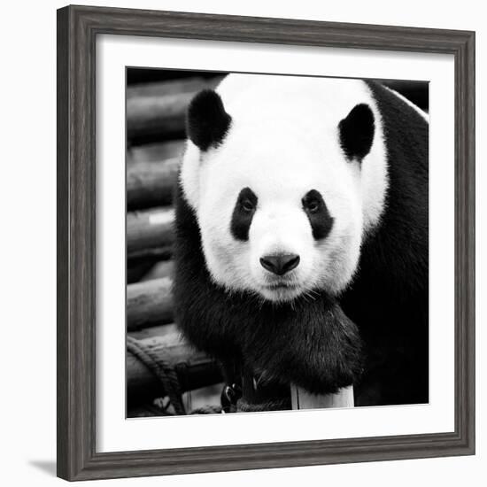 China 10MKm2 Collection - Giant Panda-Philippe Hugonnard-Framed Photographic Print