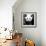 China 10MKm2 Collection - Giant Panda-Philippe Hugonnard-Framed Photographic Print displayed on a wall