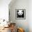 China 10MKm2 Collection - Giant Panda-Philippe Hugonnard-Framed Photographic Print displayed on a wall