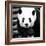 China 10MKm2 Collection - Giant Panda-Philippe Hugonnard-Framed Photographic Print