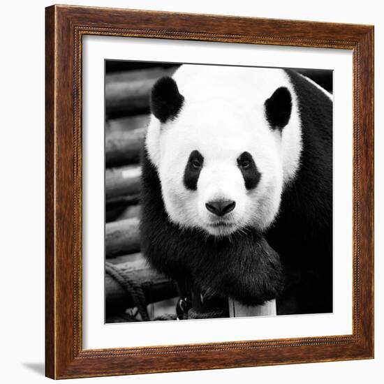 China 10MKm2 Collection - Giant Panda-Philippe Hugonnard-Framed Photographic Print