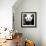 China 10MKm2 Collection - Giant Panda-Philippe Hugonnard-Framed Photographic Print displayed on a wall