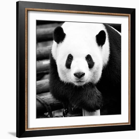 China 10MKm2 Collection - Giant Panda-Philippe Hugonnard-Framed Photographic Print