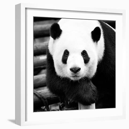 China 10MKm2 Collection - Giant Panda-Philippe Hugonnard-Framed Photographic Print