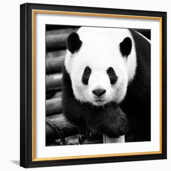 China 10MKm2 Collection - Giant Panda-Philippe Hugonnard-Framed Photographic Print