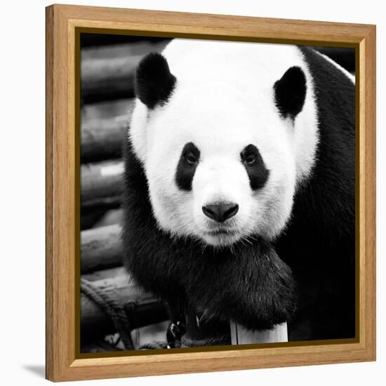 China 10MKm2 Collection - Giant Panda-Philippe Hugonnard-Framed Premier Image Canvas