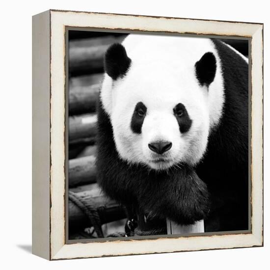 China 10MKm2 Collection - Giant Panda-Philippe Hugonnard-Framed Premier Image Canvas