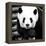 China 10MKm2 Collection - Giant Panda-Philippe Hugonnard-Framed Premier Image Canvas