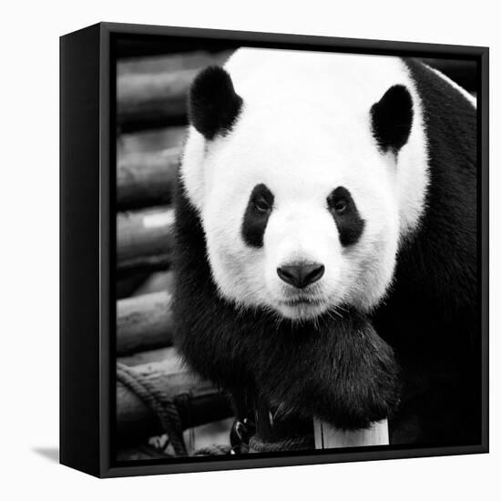 China 10MKm2 Collection - Giant Panda-Philippe Hugonnard-Framed Premier Image Canvas