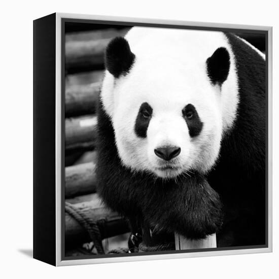 China 10MKm2 Collection - Giant Panda-Philippe Hugonnard-Framed Premier Image Canvas