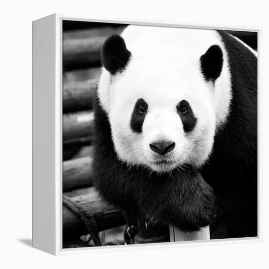 China 10MKm2 Collection - Giant Panda-Philippe Hugonnard-Framed Premier Image Canvas