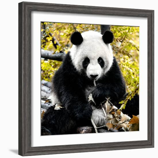 China 10MKm2 Collection - Giant Panda-Philippe Hugonnard-Framed Photographic Print