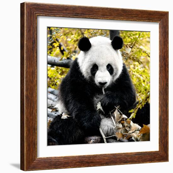 China 10MKm2 Collection - Giant Panda-Philippe Hugonnard-Framed Photographic Print