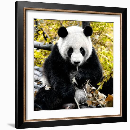 China 10MKm2 Collection - Giant Panda-Philippe Hugonnard-Framed Photographic Print