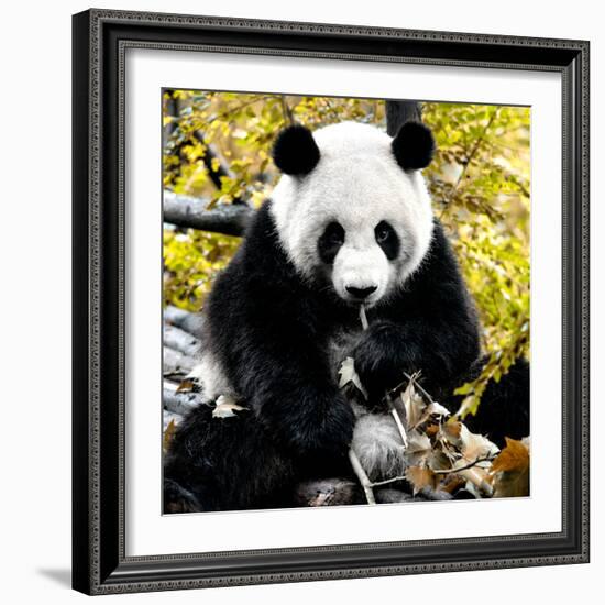 China 10MKm2 Collection - Giant Panda-Philippe Hugonnard-Framed Photographic Print