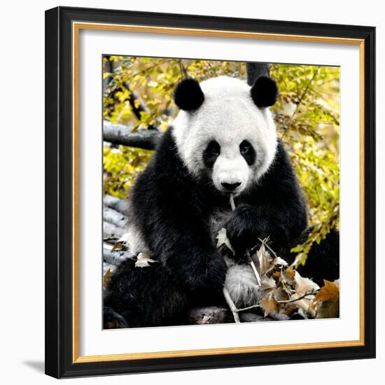 China 10MKm2 Collection - Giant Panda-Philippe Hugonnard-Framed Photographic Print