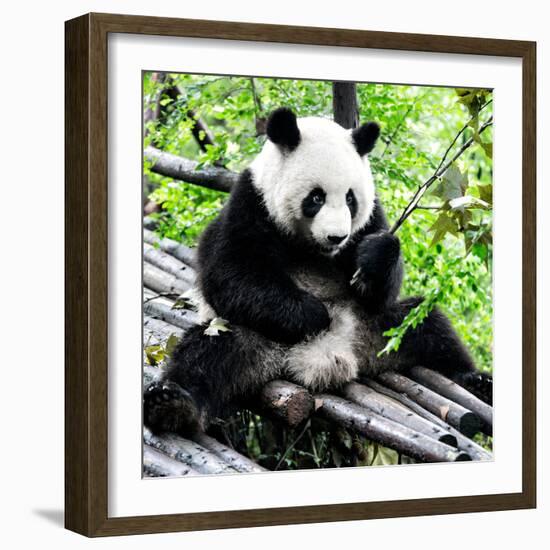 China 10MKm2 Collection - Giant Panda-Philippe Hugonnard-Framed Photographic Print