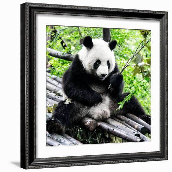 China 10MKm2 Collection - Giant Panda-Philippe Hugonnard-Framed Photographic Print