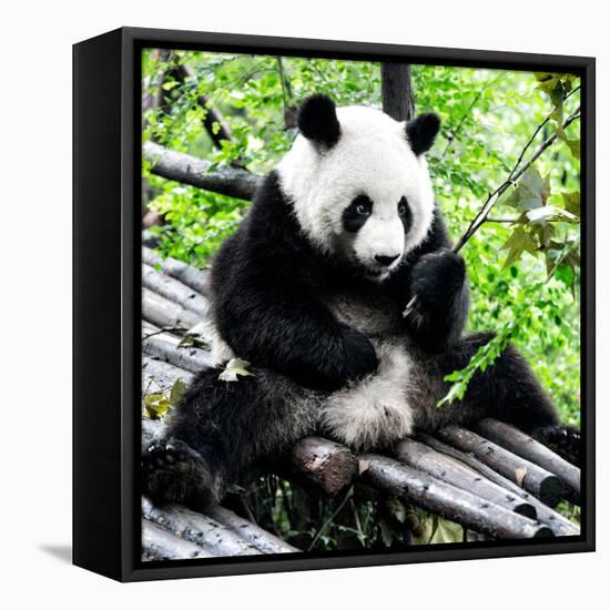 China 10MKm2 Collection - Giant Panda-Philippe Hugonnard-Framed Premier Image Canvas