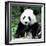 China 10MKm2 Collection - Giant Panda-Philippe Hugonnard-Framed Photographic Print