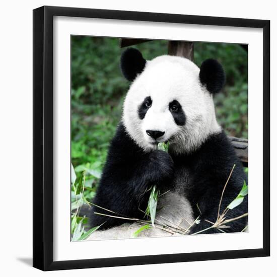 China 10MKm2 Collection - Giant Panda-Philippe Hugonnard-Framed Photographic Print