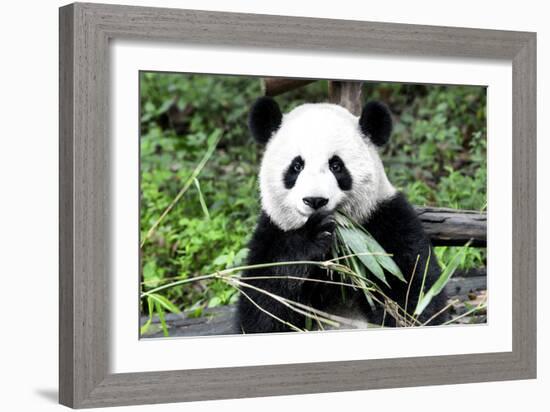 China 10MKm2 Collection - Giant Panda-Philippe Hugonnard-Framed Photographic Print