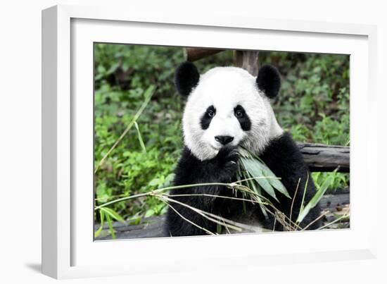 China 10MKm2 Collection - Giant Panda-Philippe Hugonnard-Framed Photographic Print