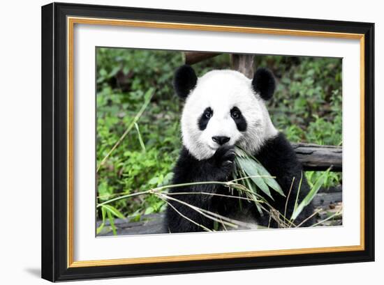 China 10MKm2 Collection - Giant Panda-Philippe Hugonnard-Framed Photographic Print