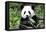 China 10MKm2 Collection - Giant Panda-Philippe Hugonnard-Framed Premier Image Canvas