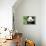 China 10MKm2 Collection - Giant Panda-Philippe Hugonnard-Photographic Print displayed on a wall